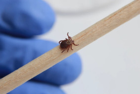 КЛЕЩИ НЕ ДРЕМЛЮТ